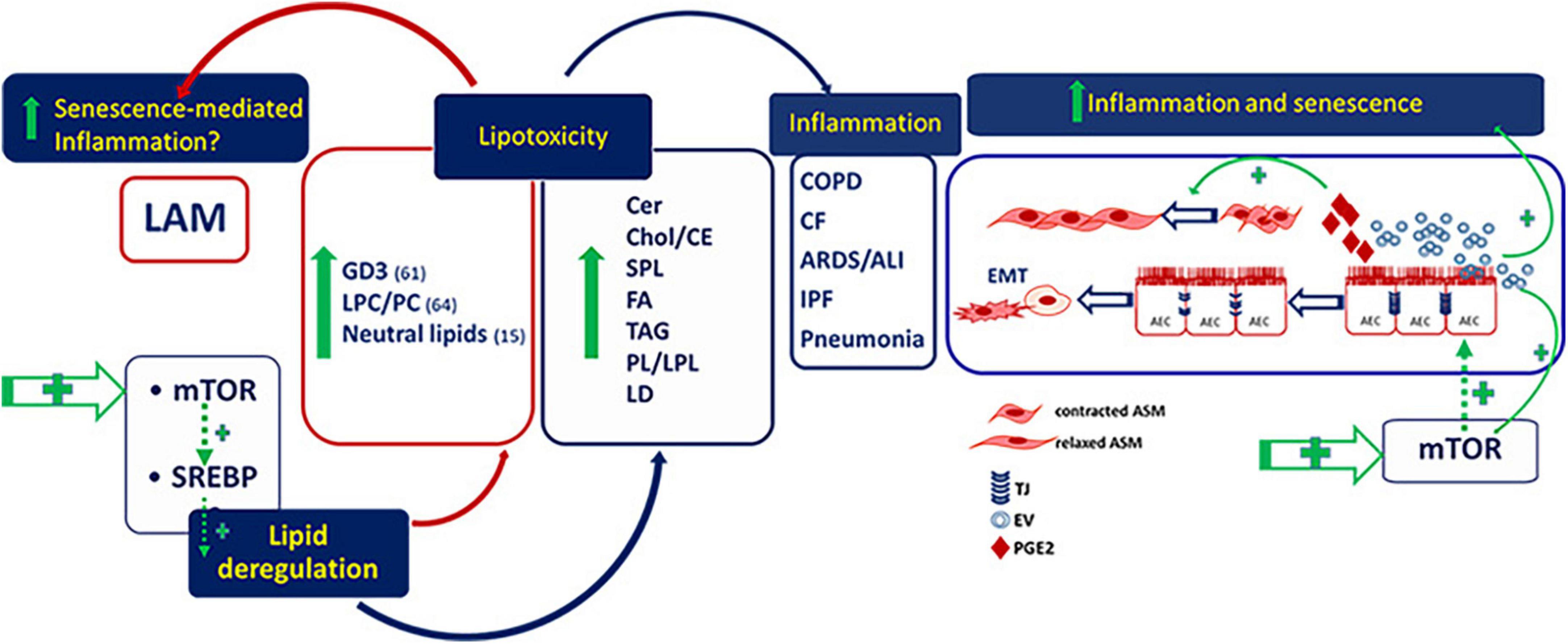Dysregulated lipid metabolism in lymphangioleiomyomatosis pathogenesis as a paradigm of chronic lung diseases